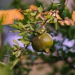 Frühstückspension La Terra Di Parmenide