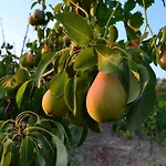Bed and Breakfast La Terra Di Parmenide
